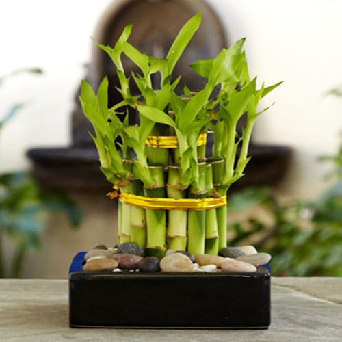 Bamboo Plant In Feng Shui Brings Good Luck And Prosperity