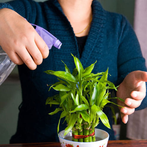 Bamboo Plant In Feng Shui Brings Good Luck And Prosperity