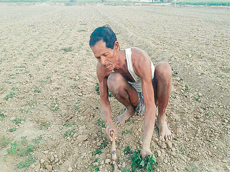 Farmers Boi Peanut Instead of Mecca