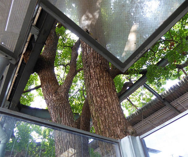 700 year old tree on japanese sation.