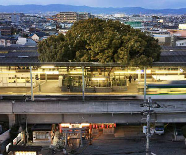 700 year old tree on japanese sation.