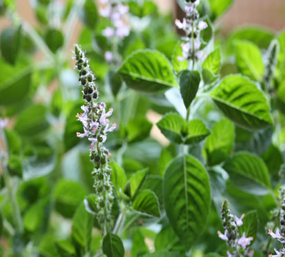 natural remedies in every house