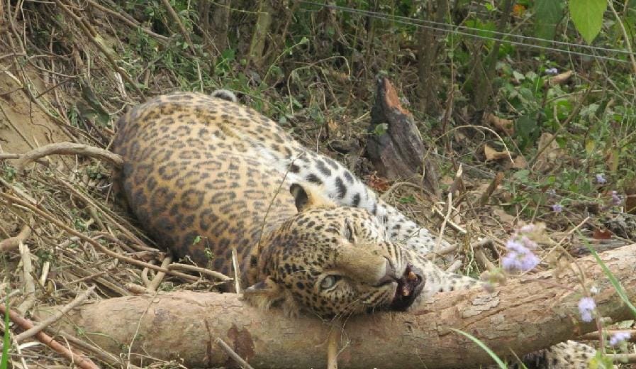 Leopard trapped in wire fence in Devipura village