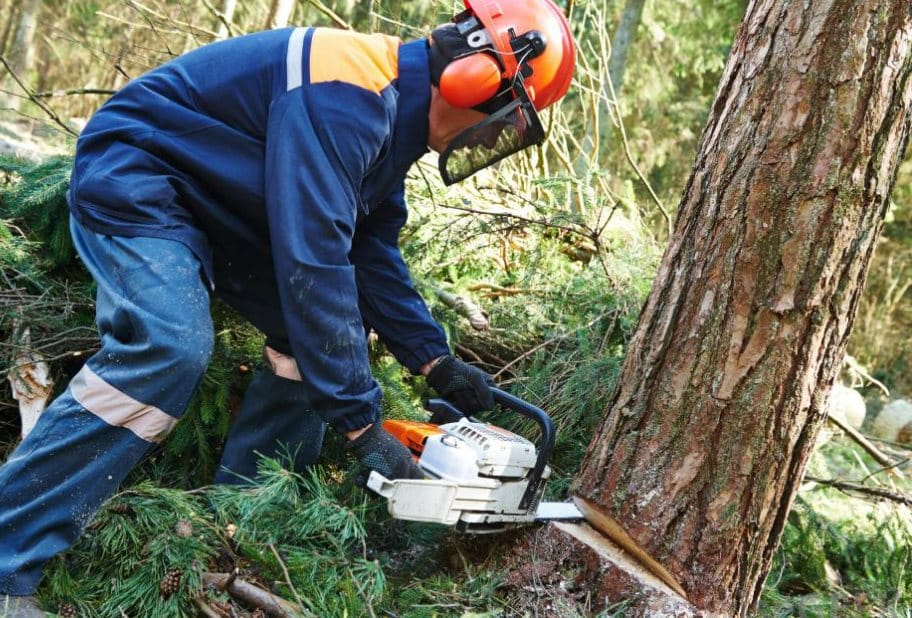 Two killed During Tree Cutting Work at Nerwa, Shimla.