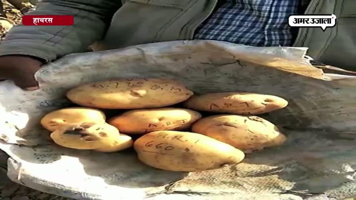 Farmers worried due to low demand of potato