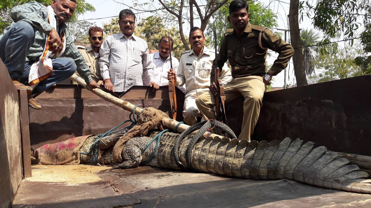 10 feet long crocodile caught from farm land at sonebhadra