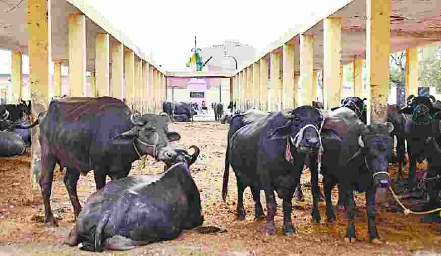 nauchandi ground become buffolo shelter