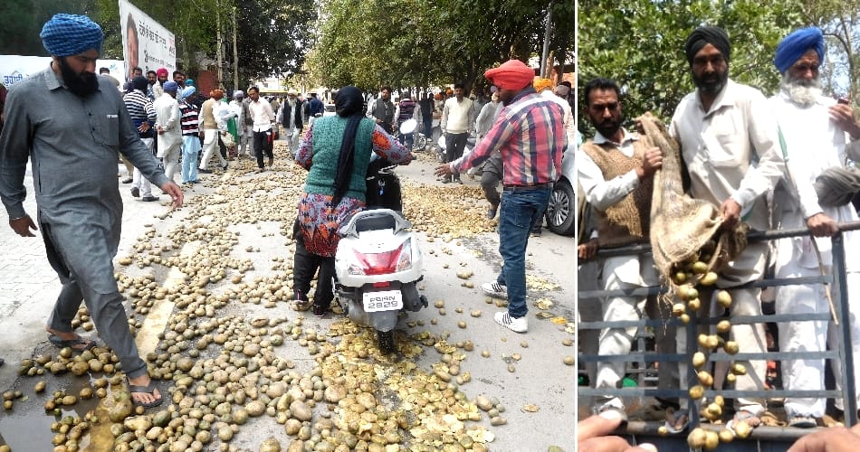 Vegetable king potato throws on road, punjab barnala news
