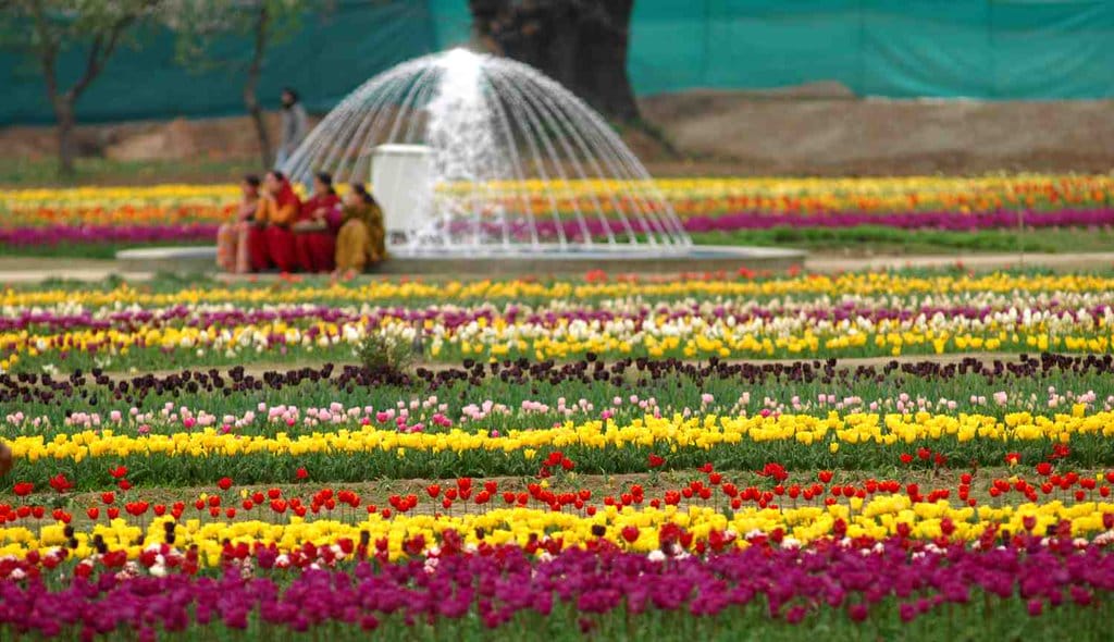 tulip festival start from 1st april
