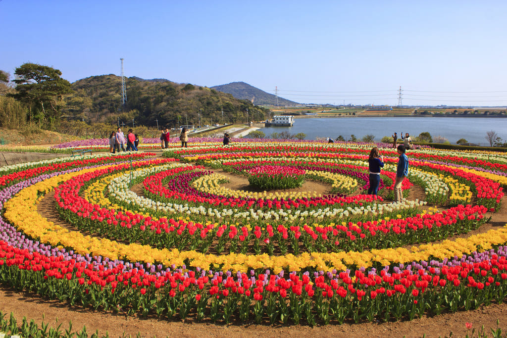 tulip festival will be start from 1st april