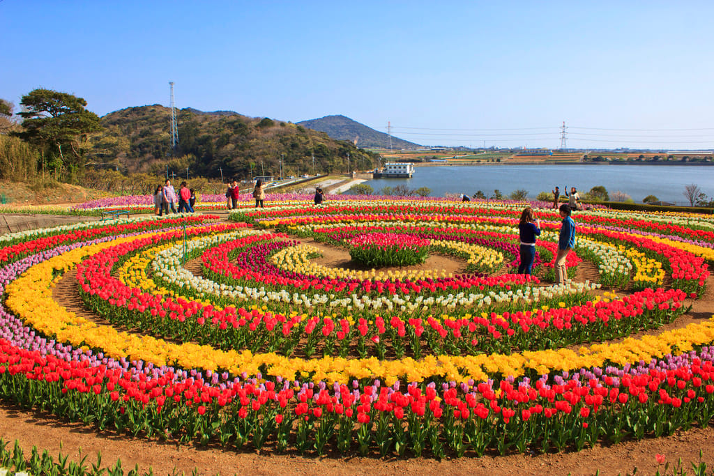tulip festival start from 1st april