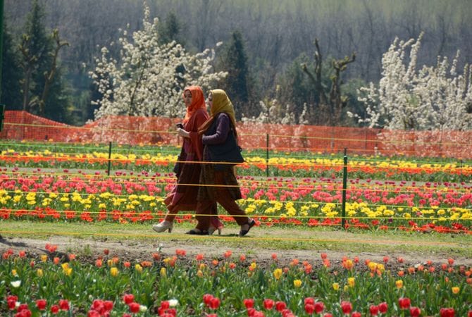 tulip festival start from 1st april