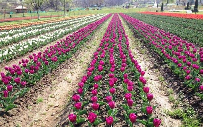 tulip festival start from 1st april