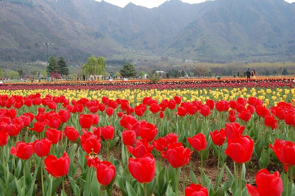 tulip festival start from 1st april