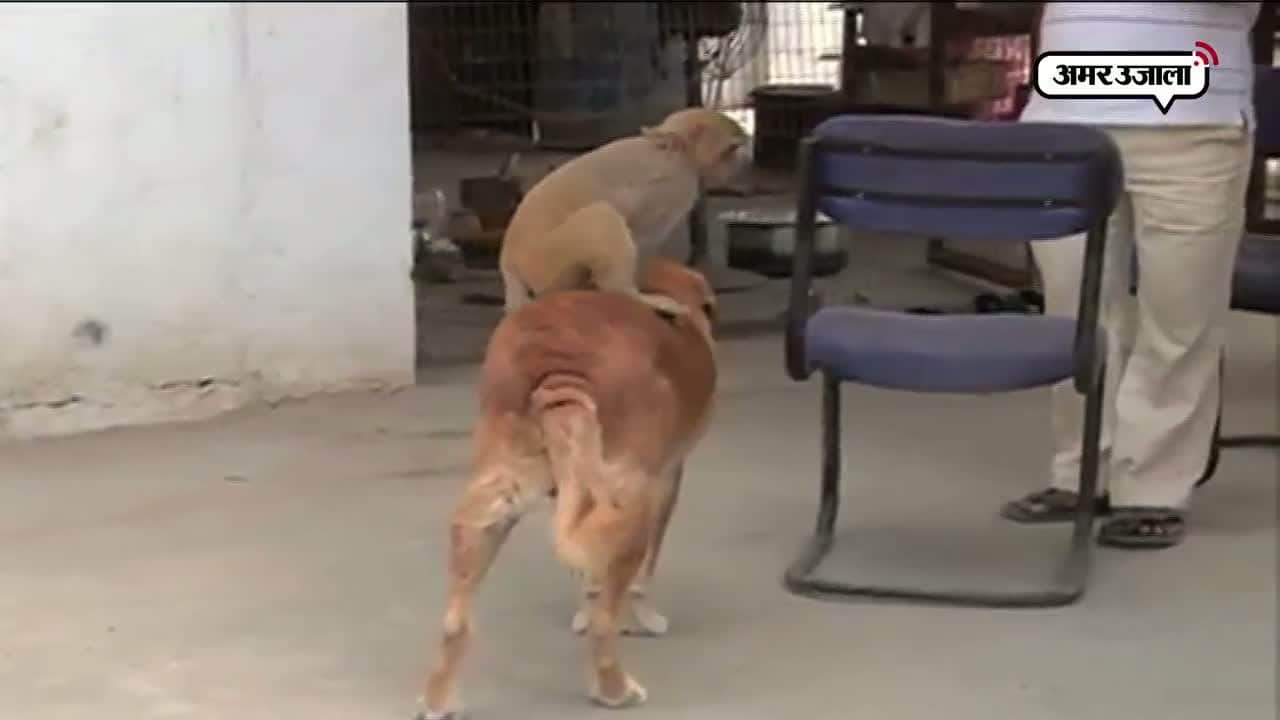 वायरल वीडियो