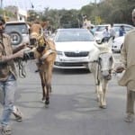 युवक ने गधों से खिंचवाई 25 लाख की कार