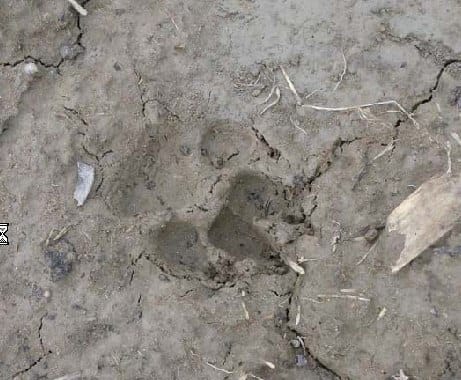 Sensation with tiger sighting near tah village