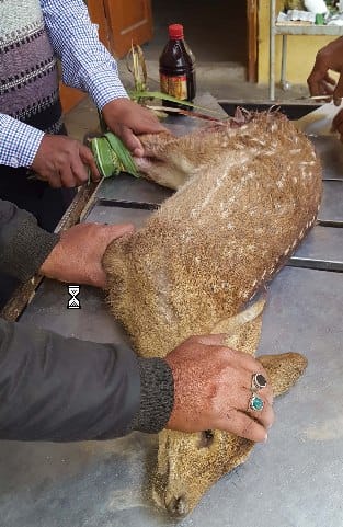 Dogs attacked, wounded, killed