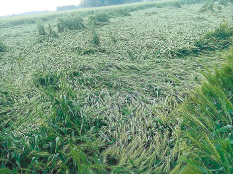 80% of wheat crop fell in fields