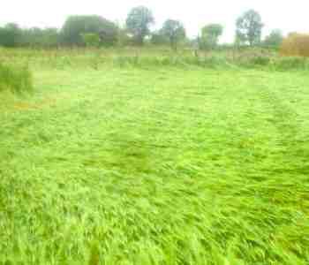crops fall from rain and hail