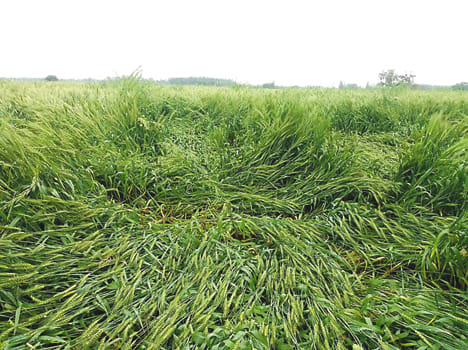 Rain damage to wheat, sugarcane benefit