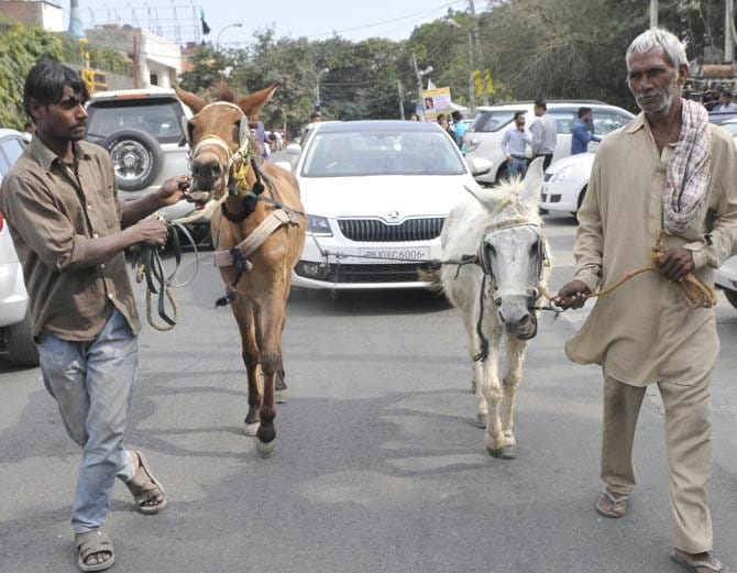 unique protest, ludhiana business man pull 25 lakh car skoda with help of donkeys