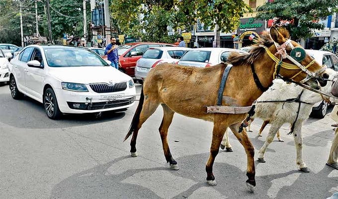 unique protest, ludhiana business man pull 25 lakh car skoda with help of donkeys