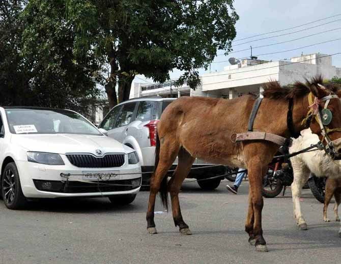 unique protest, ludhiana business man pull 25 lakh car skoda with help of donkeys