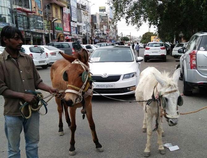 unique protest, ludhiana business man pull 25 lakh car skoda with help of donkeys
