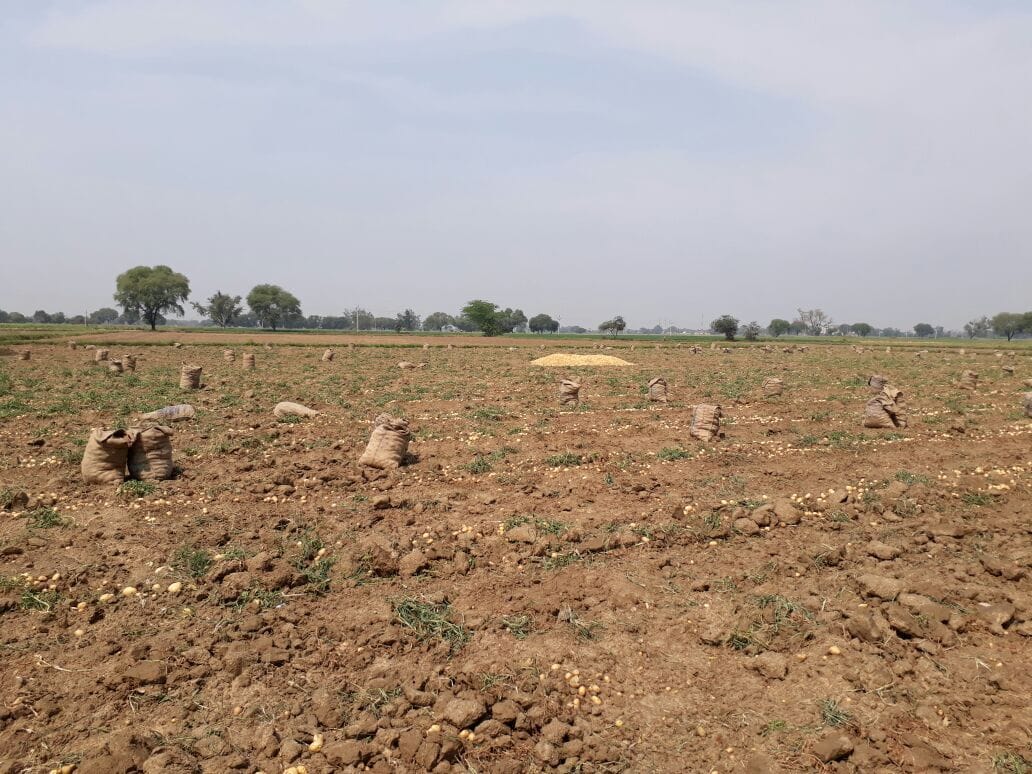 कोल्ड स्टोर और मंडी में  सड़ा आलू तो बुवाई भी हुई कम