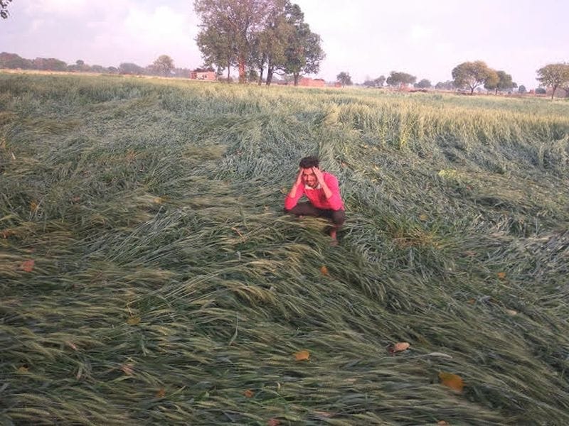 Dropped wheat, seal potatoes, rainy devastation on fields