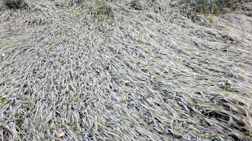 Rain accompanied by strong wind, damage to crops