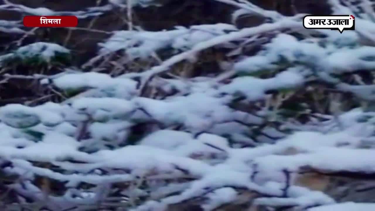 शिमला, बर्फबारी