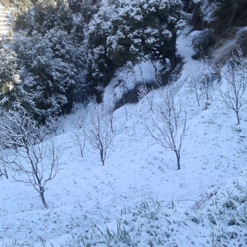 snowfall in himachal manali shimla in march