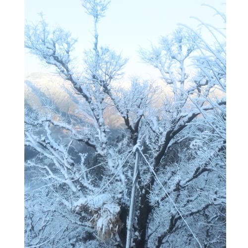 snowfall in himachal manali shimla in march