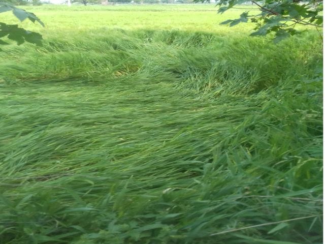 Hailstorm rains, crops destroyed in fields in strong winds