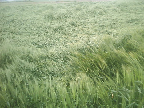 The farmers suffer severe injuries from the rain