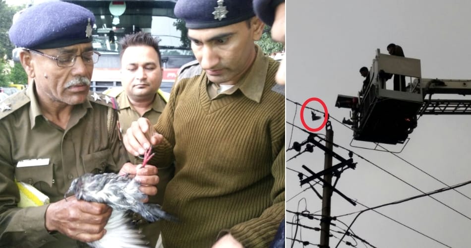 Four departments saved together a pigeon's life