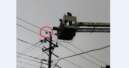 Four departments saved together a pigeon's life