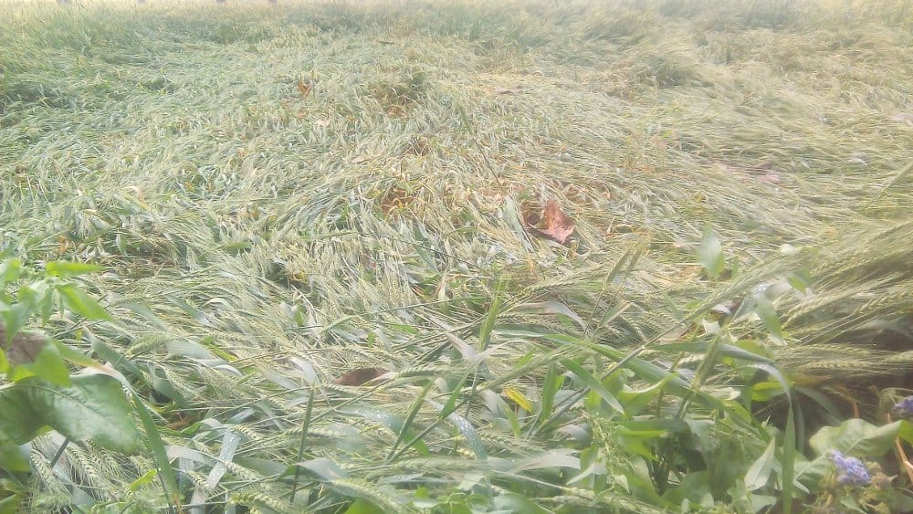 weather changed, crop ruined