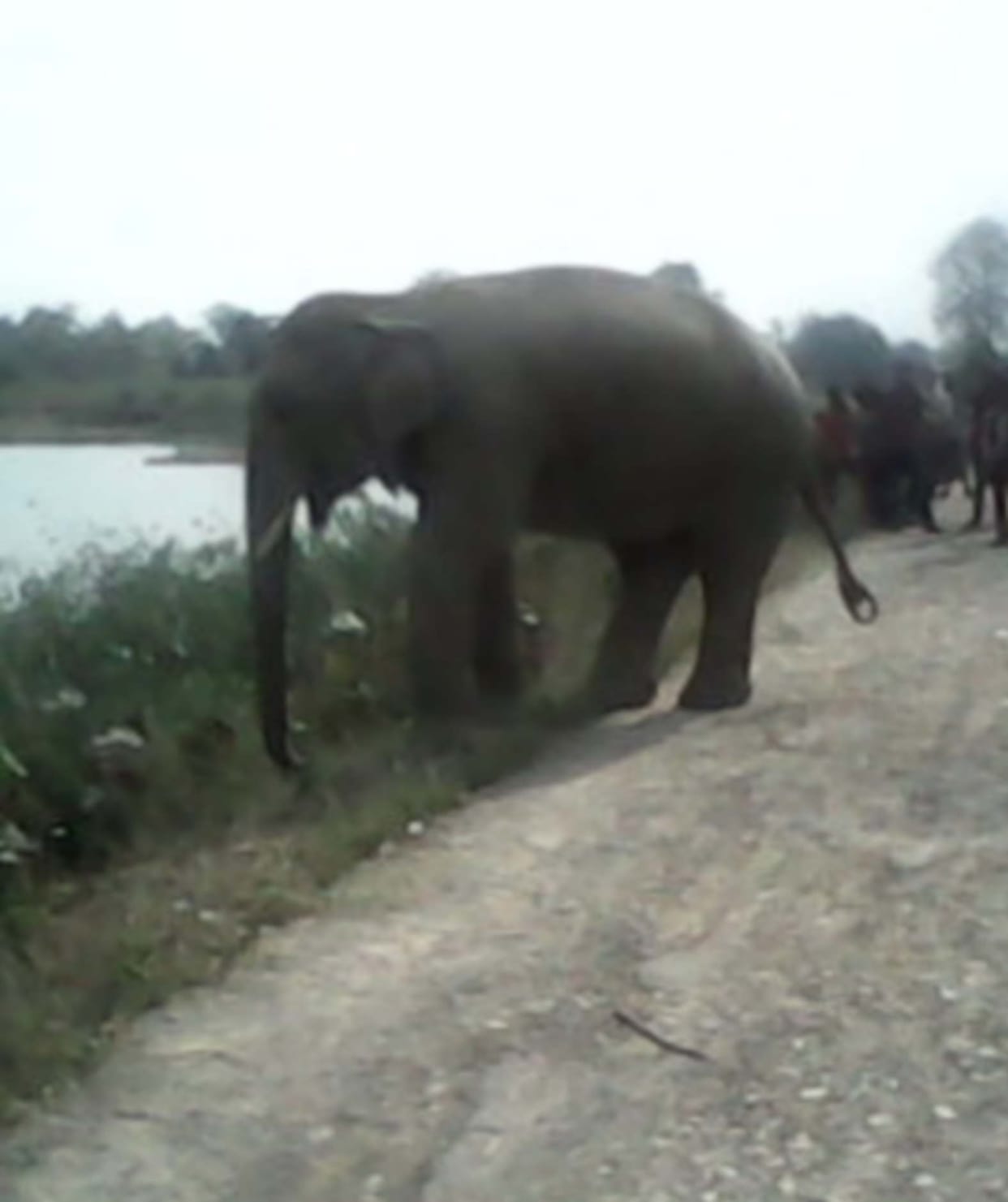 Elephant incurred damage to crops, panic