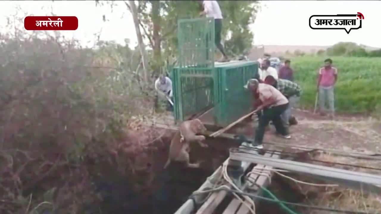 गुजरात शेर 