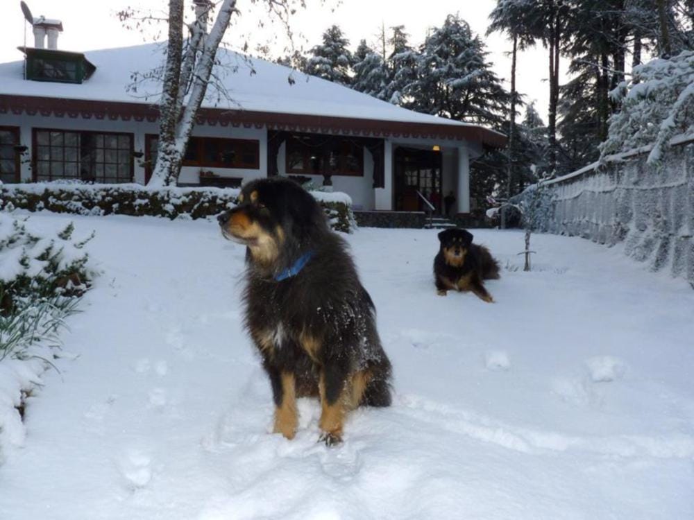 very heavy snowfall in mussoorie after many years 