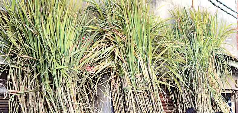 sugarcane sold costly