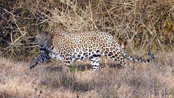 Villagers panic in leopard knock, information not reached on forest department