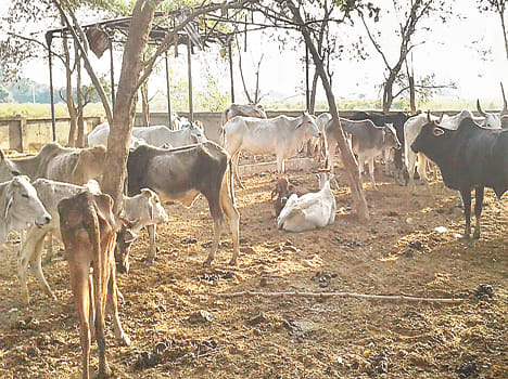 Anna's tribe will grow by stopping at slaughter houses