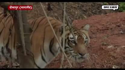 Tourists throng zoo to get glimpse of Great Bengal tiger in Dimapur 