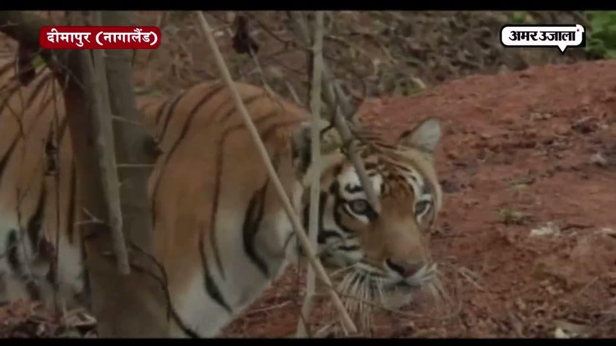 Tiger kills laborers, save somehow