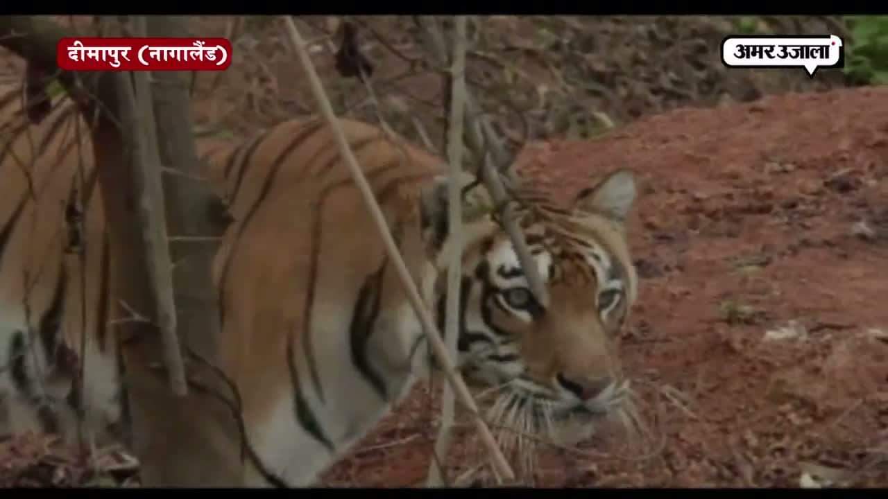 दीमापुर जू में लाया गया बंगाल टाइगर
