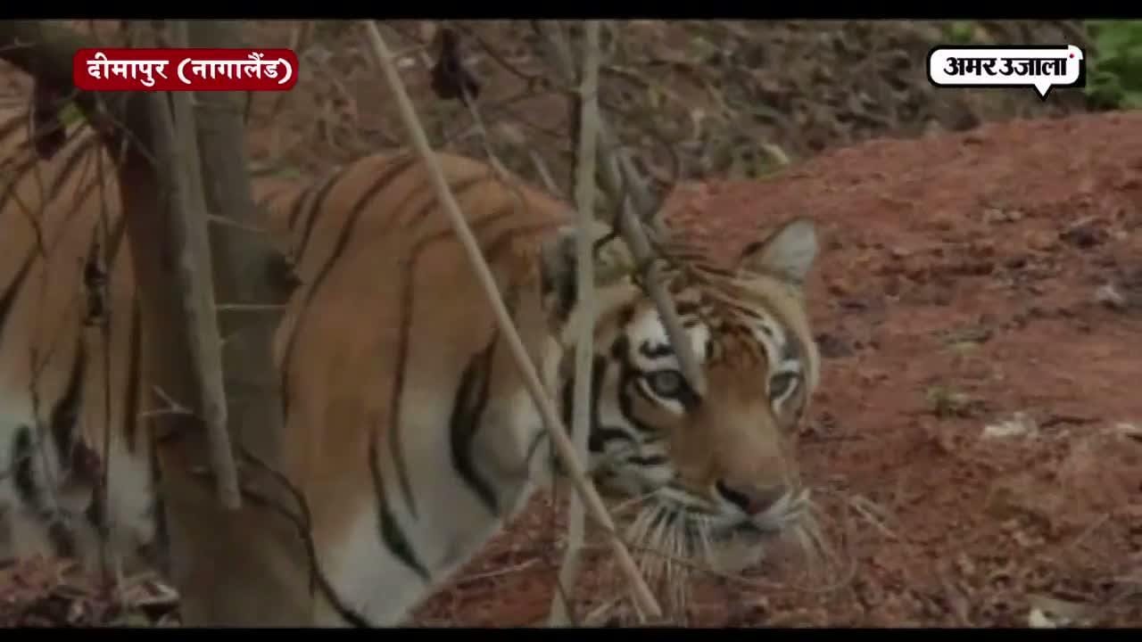 दीमापुर जू में लाया गया बंगाल टाइगर